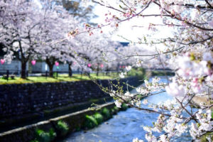 「明日ありと思う心の仇桜」英語ではこうなります！